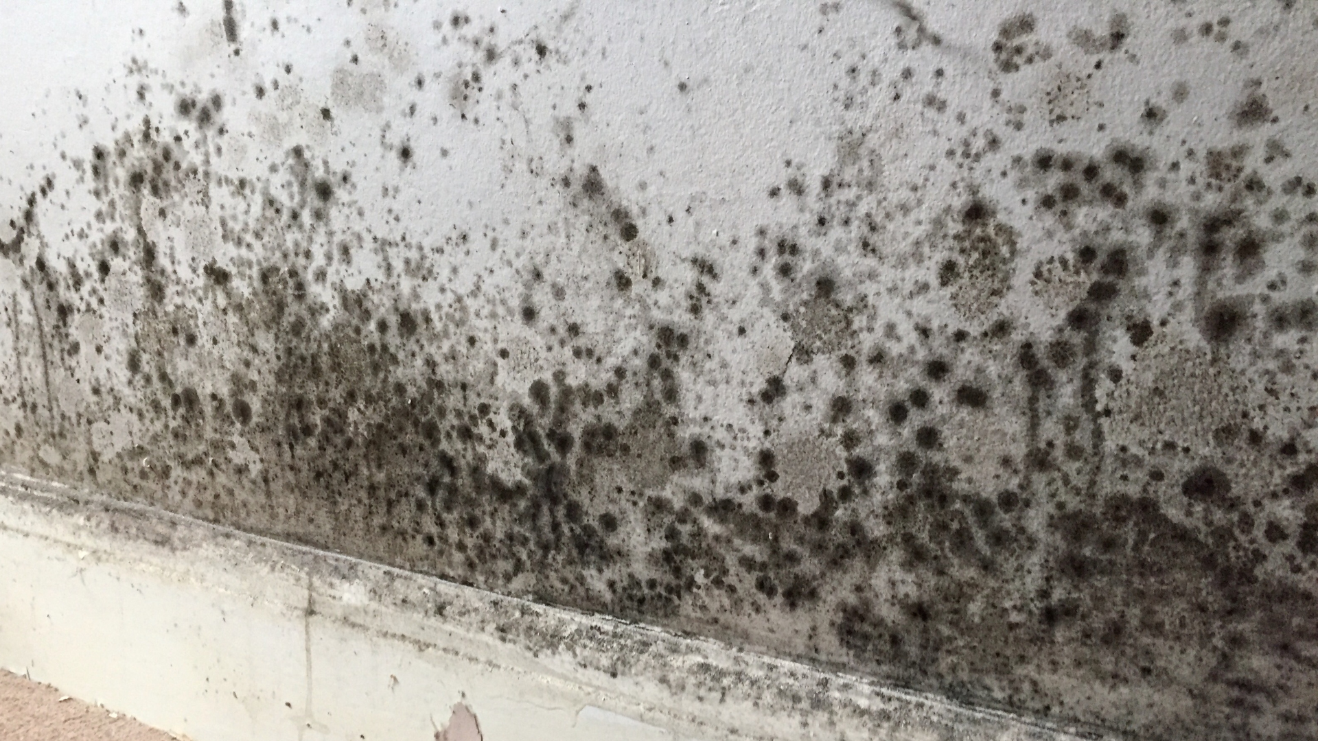 Mold and Your Property: Health Risks and Prevention Strategies