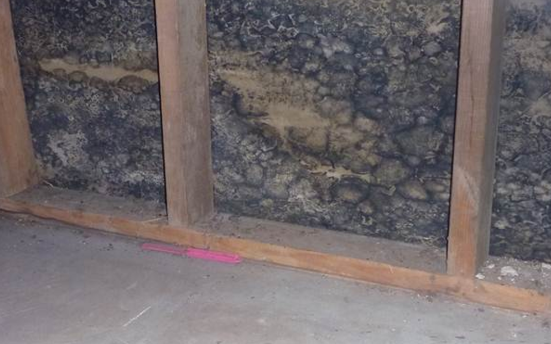 Mold and Your Property: Health Risks and Prevention Strategies